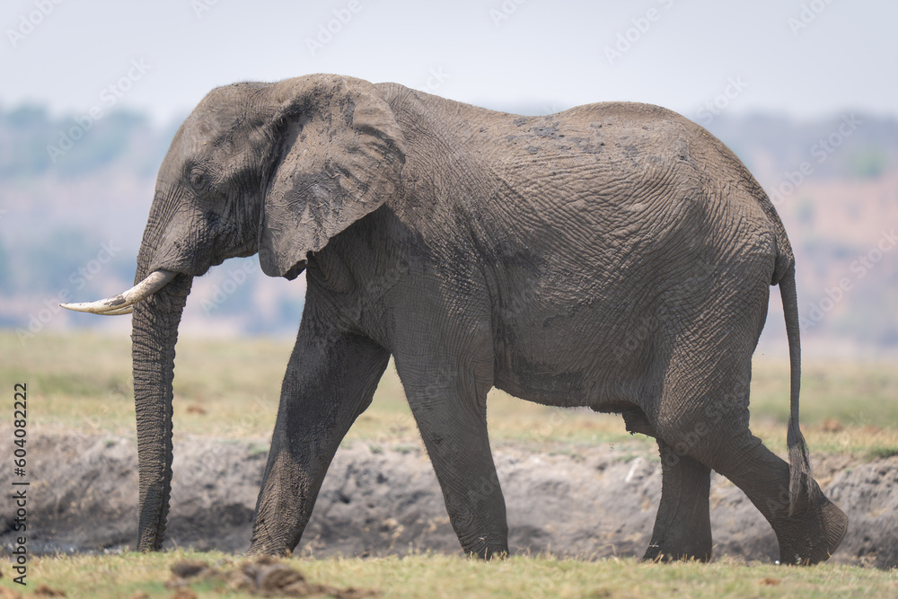 Obraz premium African bush elephant walks down grassy riverbank