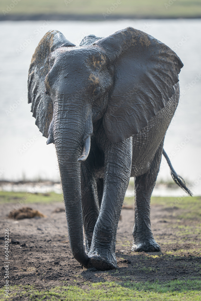 African bush elephant walks away from river