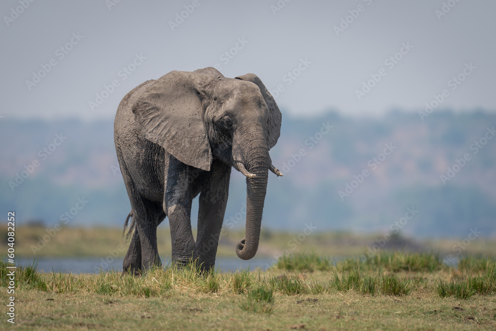 African bush elephant walking along grassy riverbank