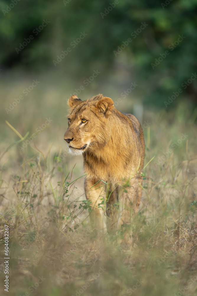 Young male lion stands staring near trees Young male lion stands staring near trees