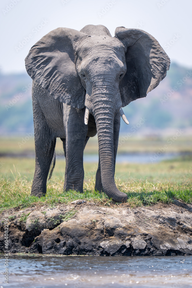 African bush elephant stands on grassy riverbank