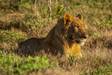 Young male lion lies in sunlit grass