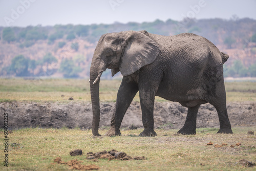 African bush elephant walks over grassy riverbank