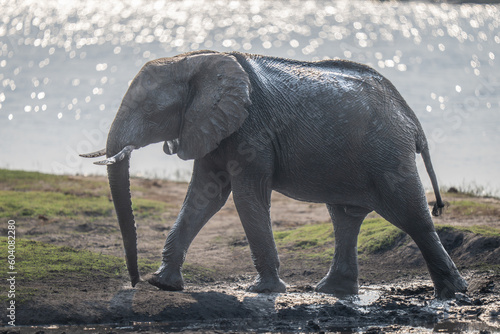 African bush elephant walks along muddy riverbank