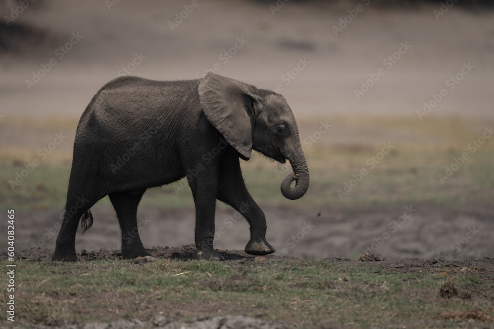 African bush elephant calf crosses grass floodplain