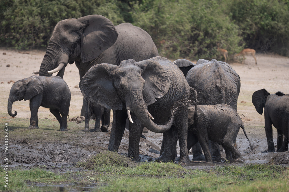 African bush elephant blows mud over flank