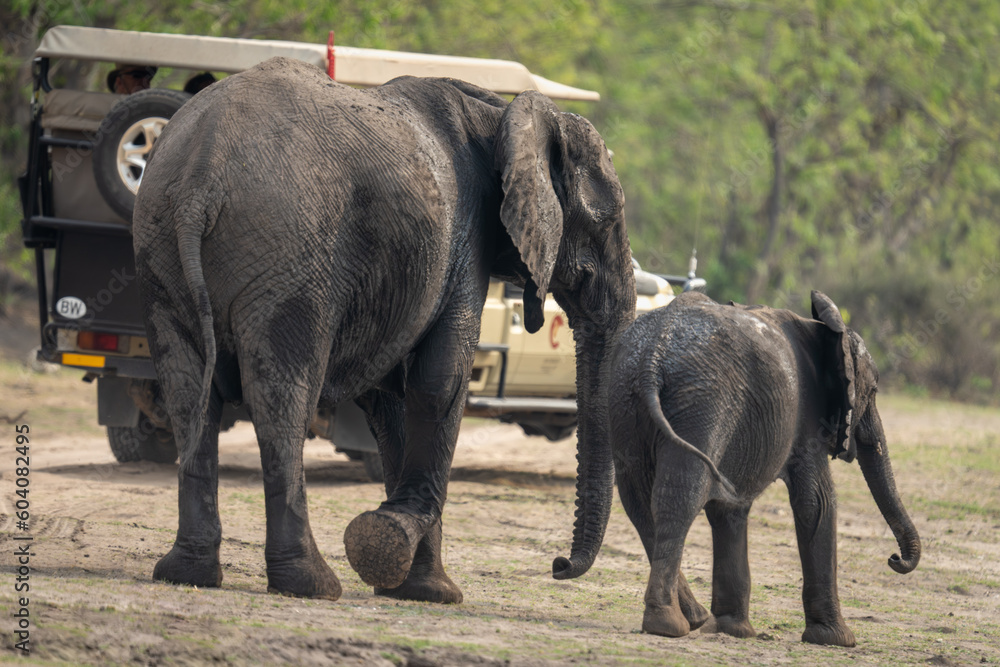 Fototapeta premium African bush elephant and baby pass jeep