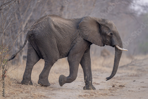 African bush elephant crosses track in woods