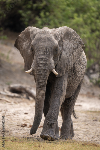 African bush elephant lifts foot approaching camera © Nick Dale