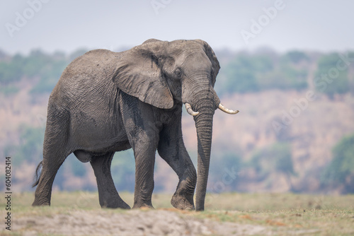African bush elephant crosses plain in sunshine
