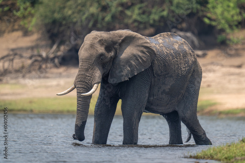 African bush elephant stands in shallow river