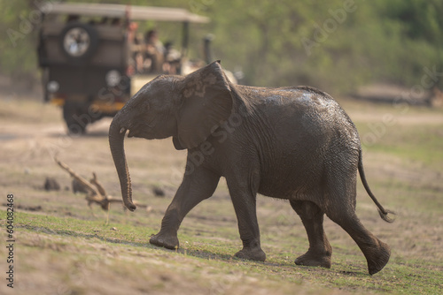 African bush elephant baby walks past jeep