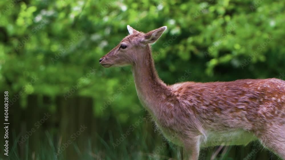Close up of Fallow deer standing and looking around Close up of Fallow deer standing and looking around