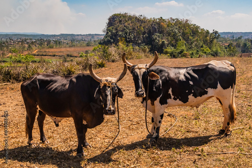 Canvas Print Farm for traditional livestock with cows and for the cultivation of organic toba