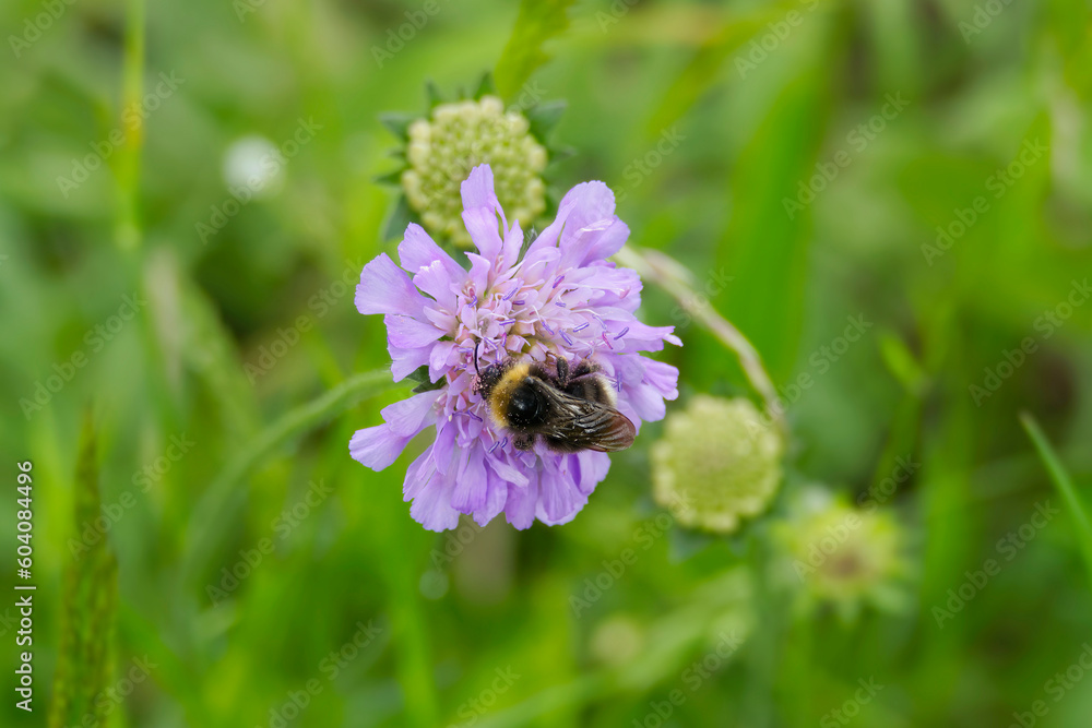 Forest cuckoo bumblebee (Bombus sylvestris) sitting on a small scabious in Zurich, Switzerland Forest cuckoo bumblebee (Bombus sylvestris) sitting on a small scabious in Zurich, Switzerland