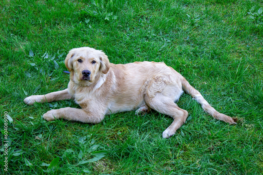 Golden Retriever resting on the grass