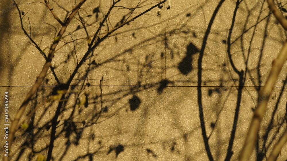 The trees' shadow projected on the wall with the warm sunset sunlight The trees' shadow projected on the wall with the warm sunset sunlight