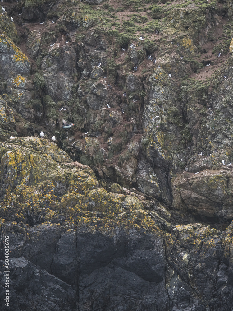 Nesting sea birds on the cliffs of Skomer Island, Pembrokeshire Wales - Kittiwakes, Puffins, Guillemots 