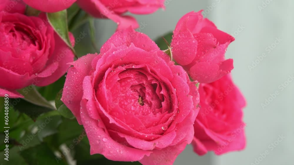 Camera movement on pink rose flower with dew drops. Close up Camera movement on pink rose flower with dew drops. Close up