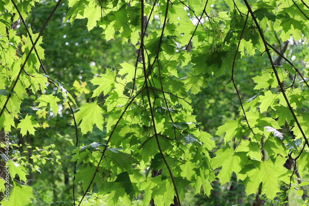 Green Maple leaf in springtime, New England, USA Green Maple leaf in springtime, New England, USA
