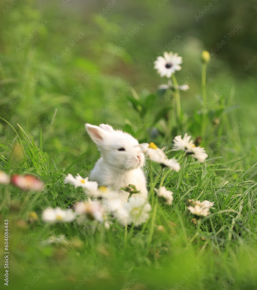 little white rabbit in the flower field little white rabbit in the flower field
