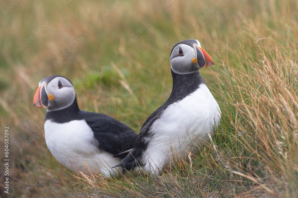 A pair of atlantic puffins staying close to each other on a cliff edge. A pair of atlantic puffins staying close to each other on a cliff edge.