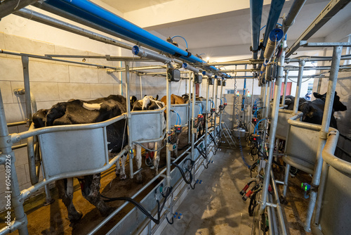 Cow milking facility and automated milking equipment at dairy farm.