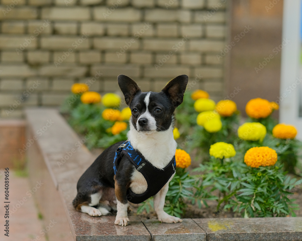 Chihuahua dog walking among the flowers