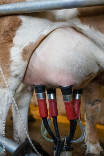 Cow milking facility and automated milking equipment at dairy farm.