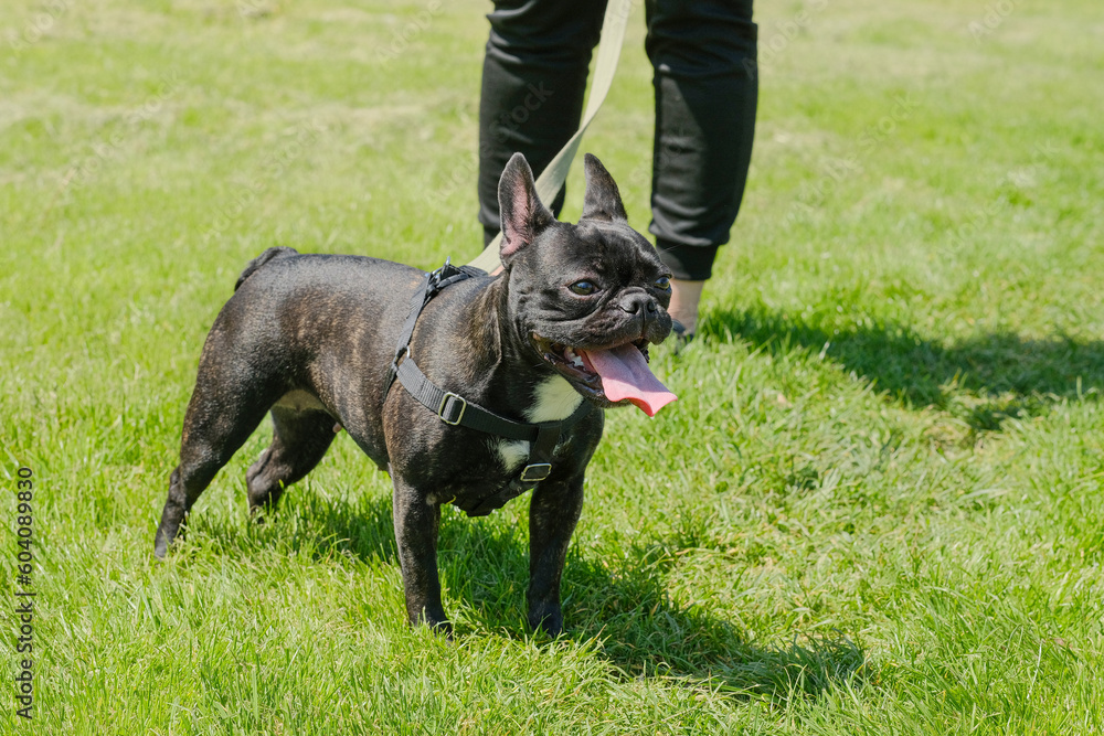 Dog breed french bulldog walking in the park Dog breed french bulldog walking in the park