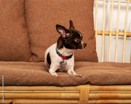 Chihuahua dog sitting on the couch