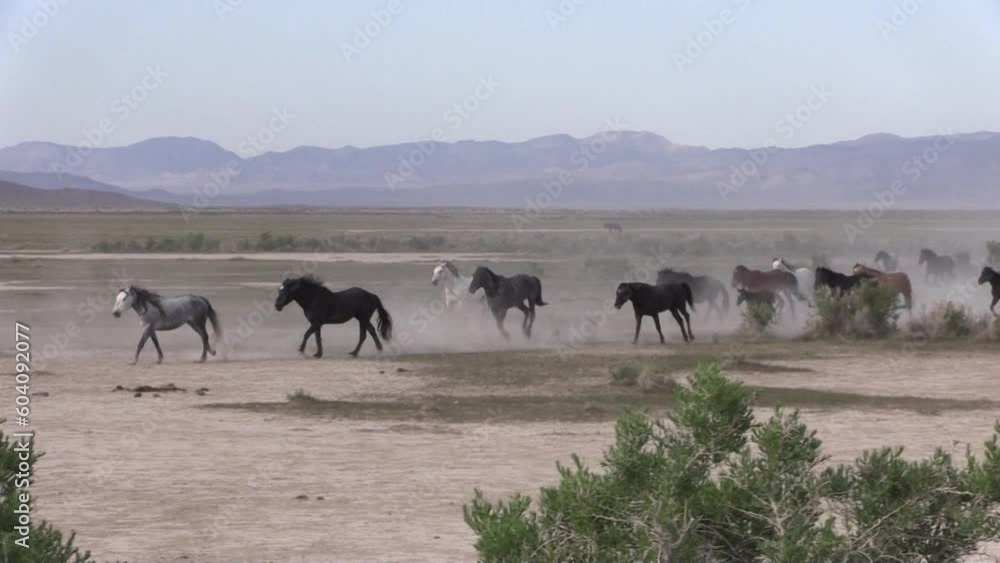 Wild Horses in the Utah Dessert Wild Horses in the Utah Dessert
