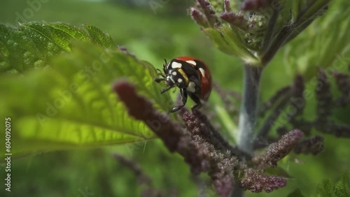 Little ladybug on the green nettle photo