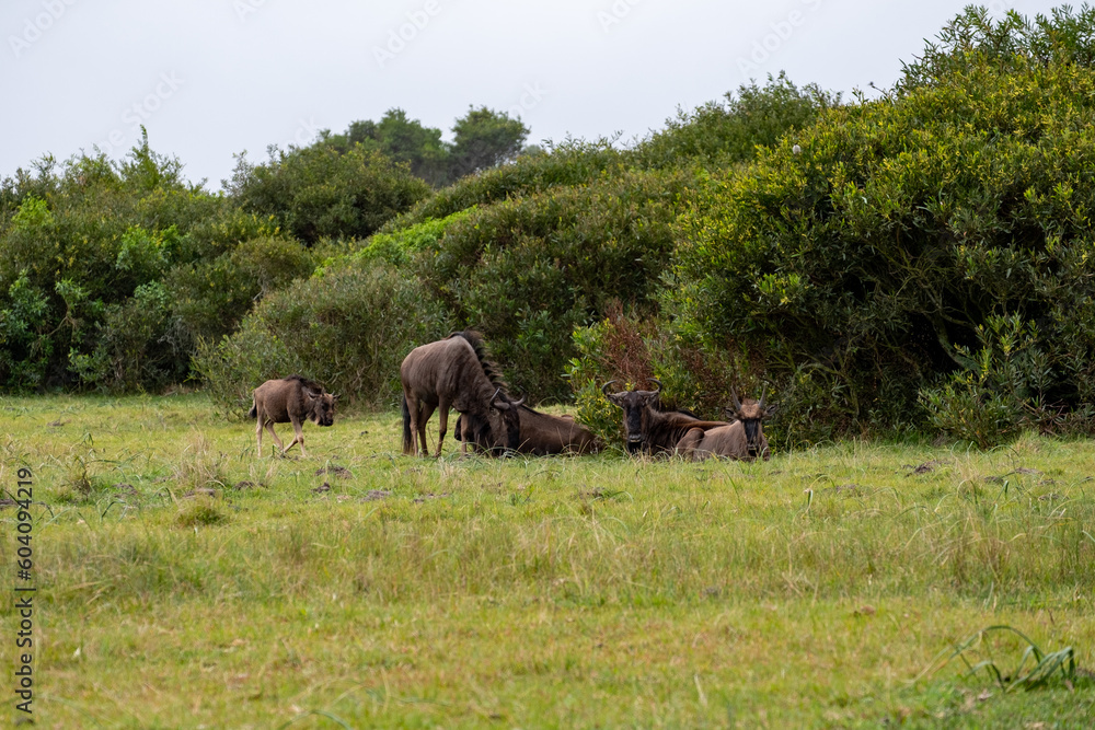 Naklejka premium Kragga Kamma Game Park Gqeberha