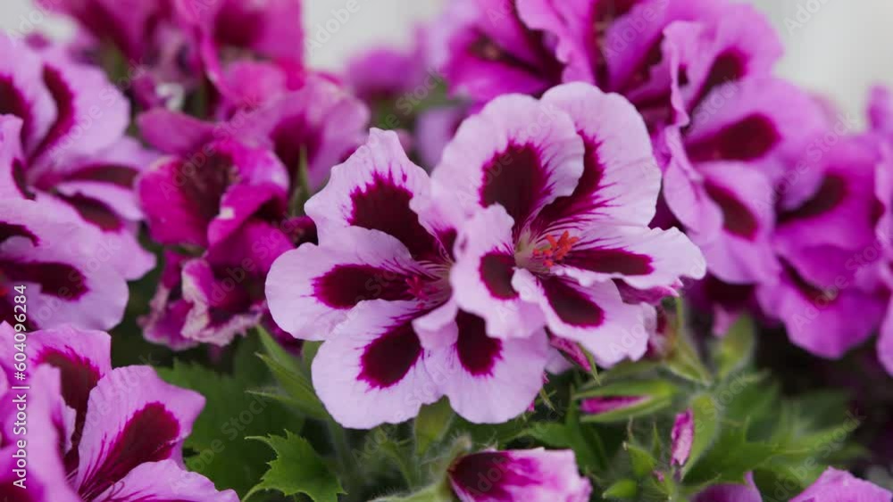 Plant with purple flowers. Close up Plant with purple flowers. Close up