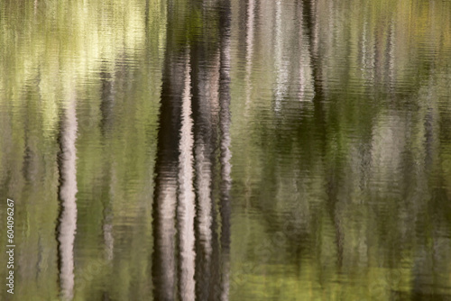 Abstraction of trees in a lake with ripples