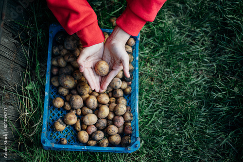a hand holds a kartofilina against the background of a blue plastic box with potatoes for planting on green grass