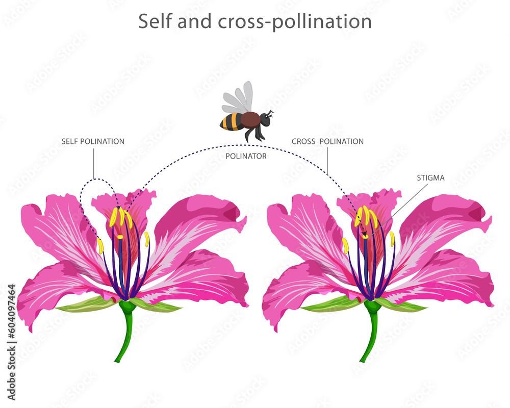 Foto Stock Self and cross-pollination. Self involves transfer of pollen  within the same flower while cross involves transfer between different  flowers for fertilization. | Adobe Stock