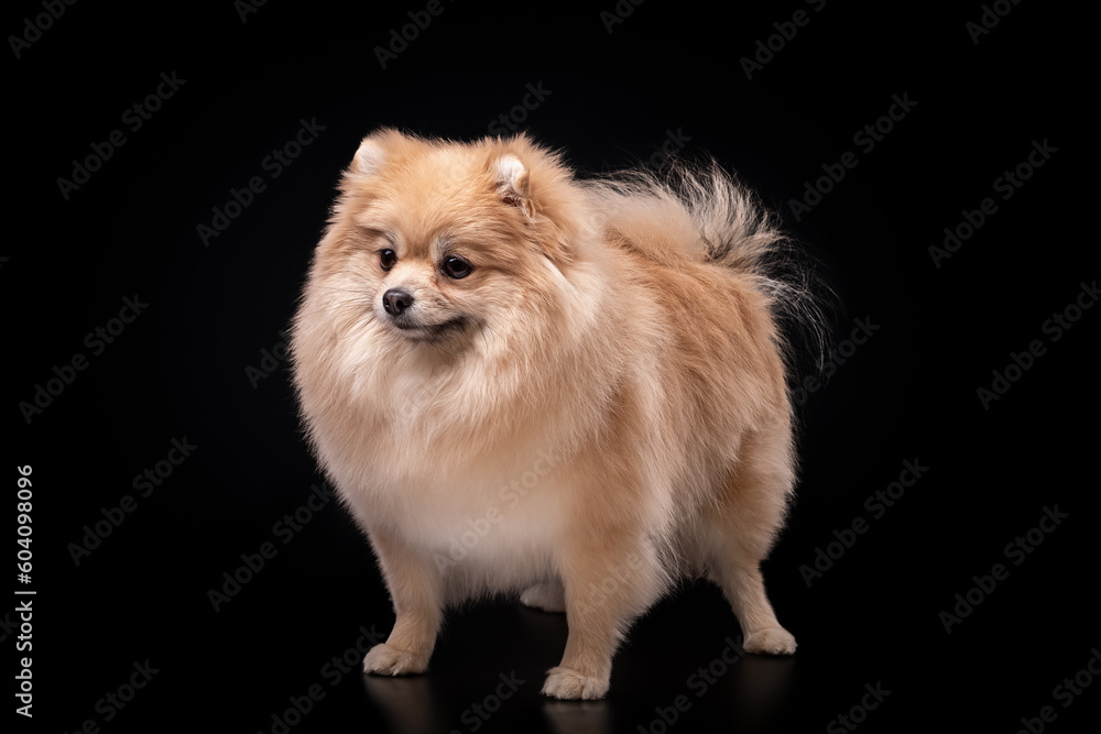 Well-groomed Pomeranian stands on a black background. Advertising, copy space