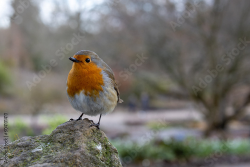 Robin on small stone perch