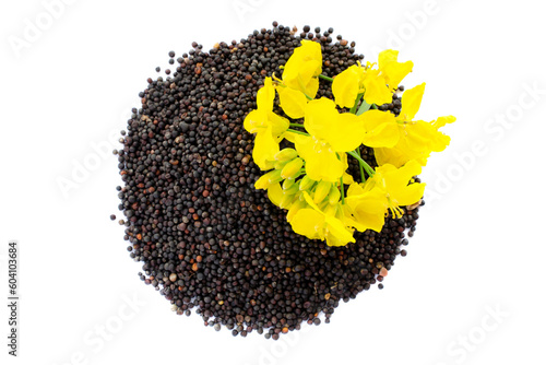 Rapeseed plant with yellow flowers and seeds. Mustard plant yellow blossom. Canola seeds and fresh canola flowers isolated on white background. Canola flower and canola isolated on white.