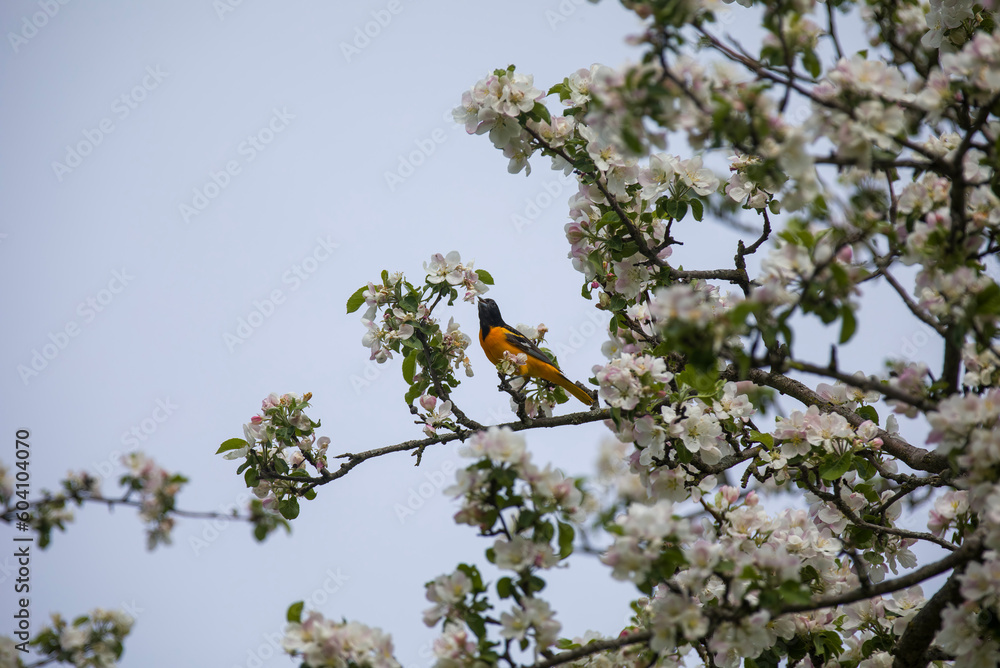 A baltimore oriole in the treetops feasting on insects and blossoms. A baltimore oriole in the treetops feasting on insects and blossoms.