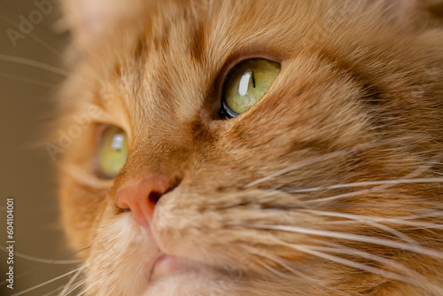 Close-up of a cat's eyes. Red Maine Coon Cat.selective focus