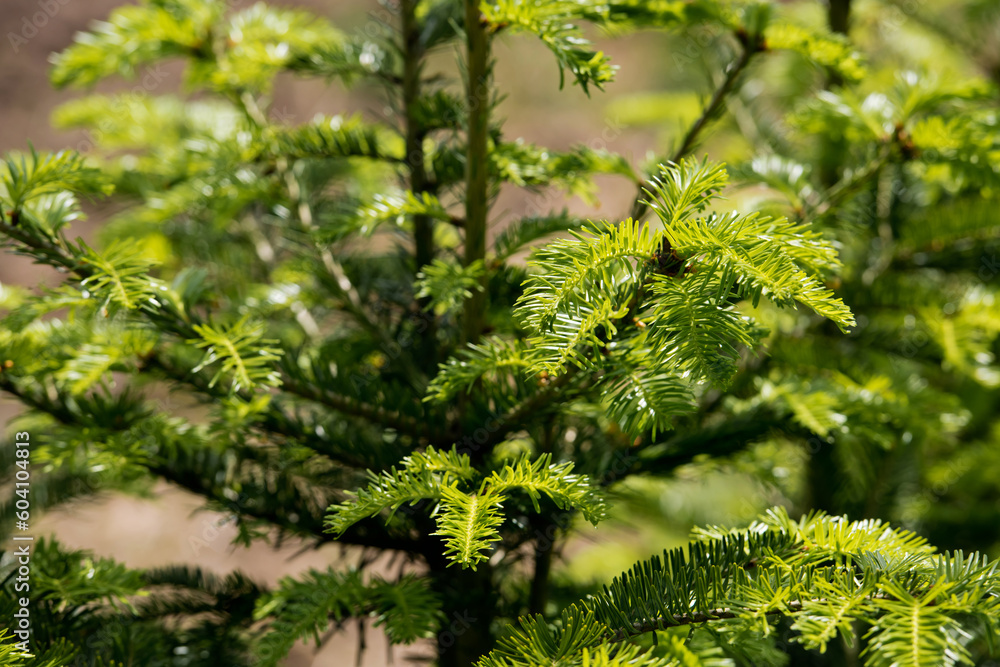 Green sprouts of a young spruce. Selective focus.