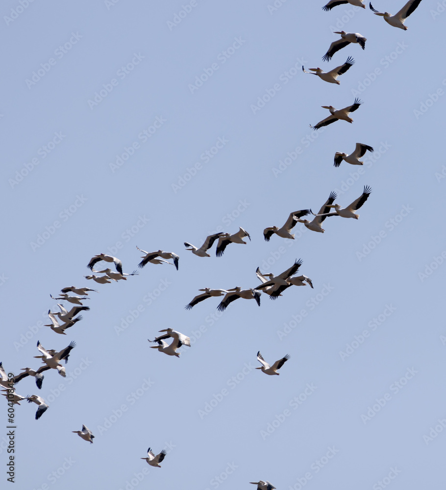 A flock of pelicans in flight against a blue sky.
