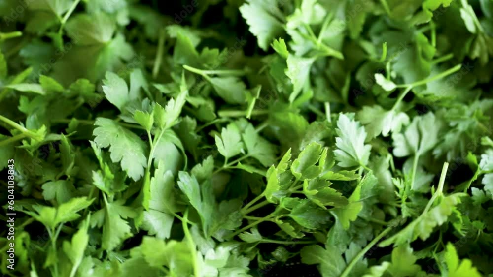 green fresh background of fresh natural parsley green fresh background of fresh natural parsley