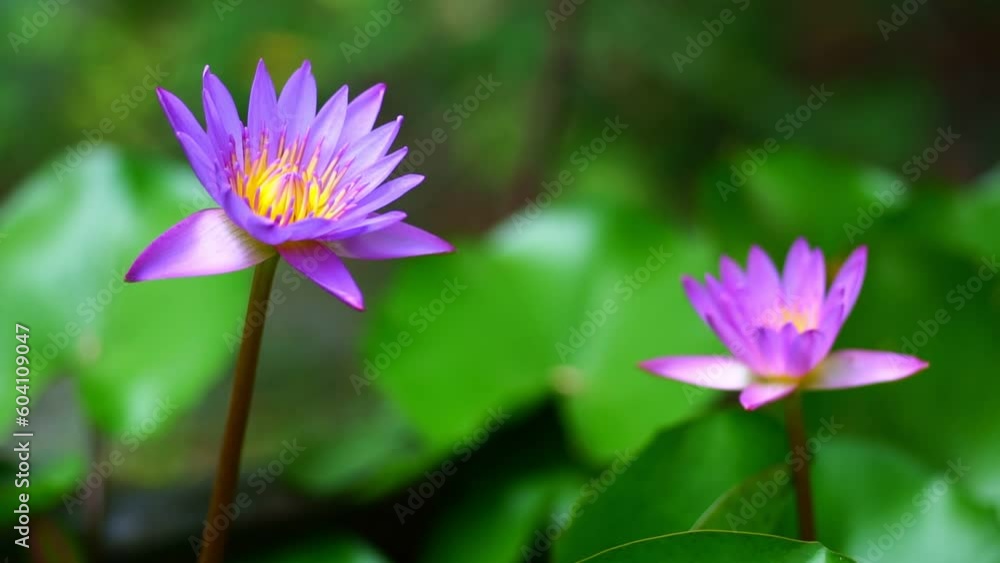 Beautiful lotus flower in pond after rain in garden with bokeh. Beautiful lotus flower in pond after rain in garden with bokeh.