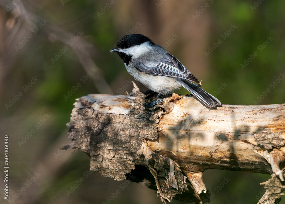 Obraz premium Black-capped Chickadee Perched on Branch