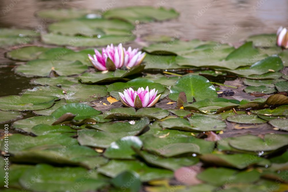 Pond with water lily and koi fish Pond with water lily and koi fish