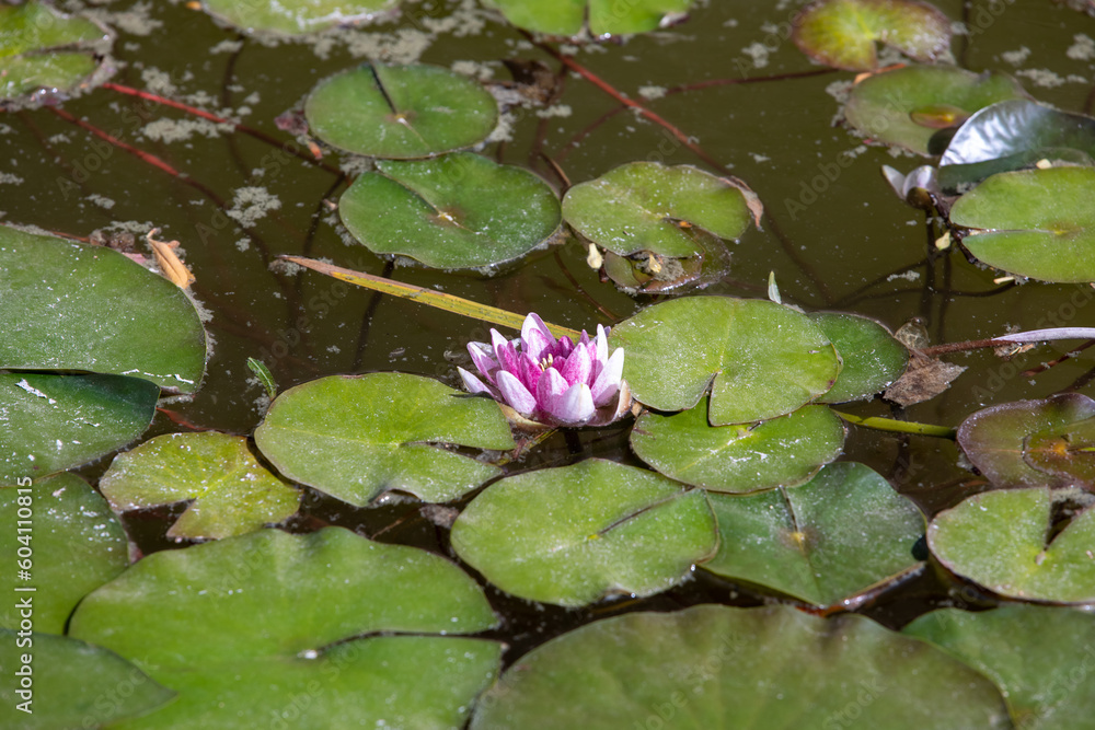 Pond with water lily and koi fish Pond with water lily and koi fish